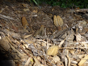 morels caught surprised in the night