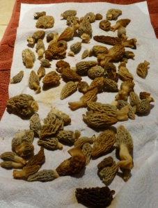 over a pound of morels