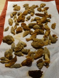 over a pound of morels