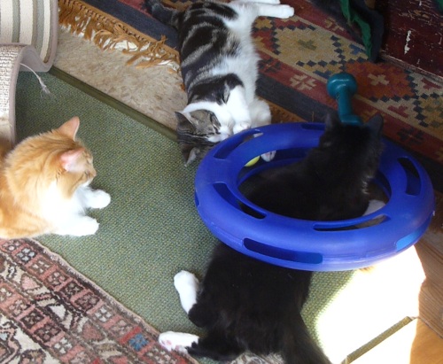 3 cats and a toy.JPG