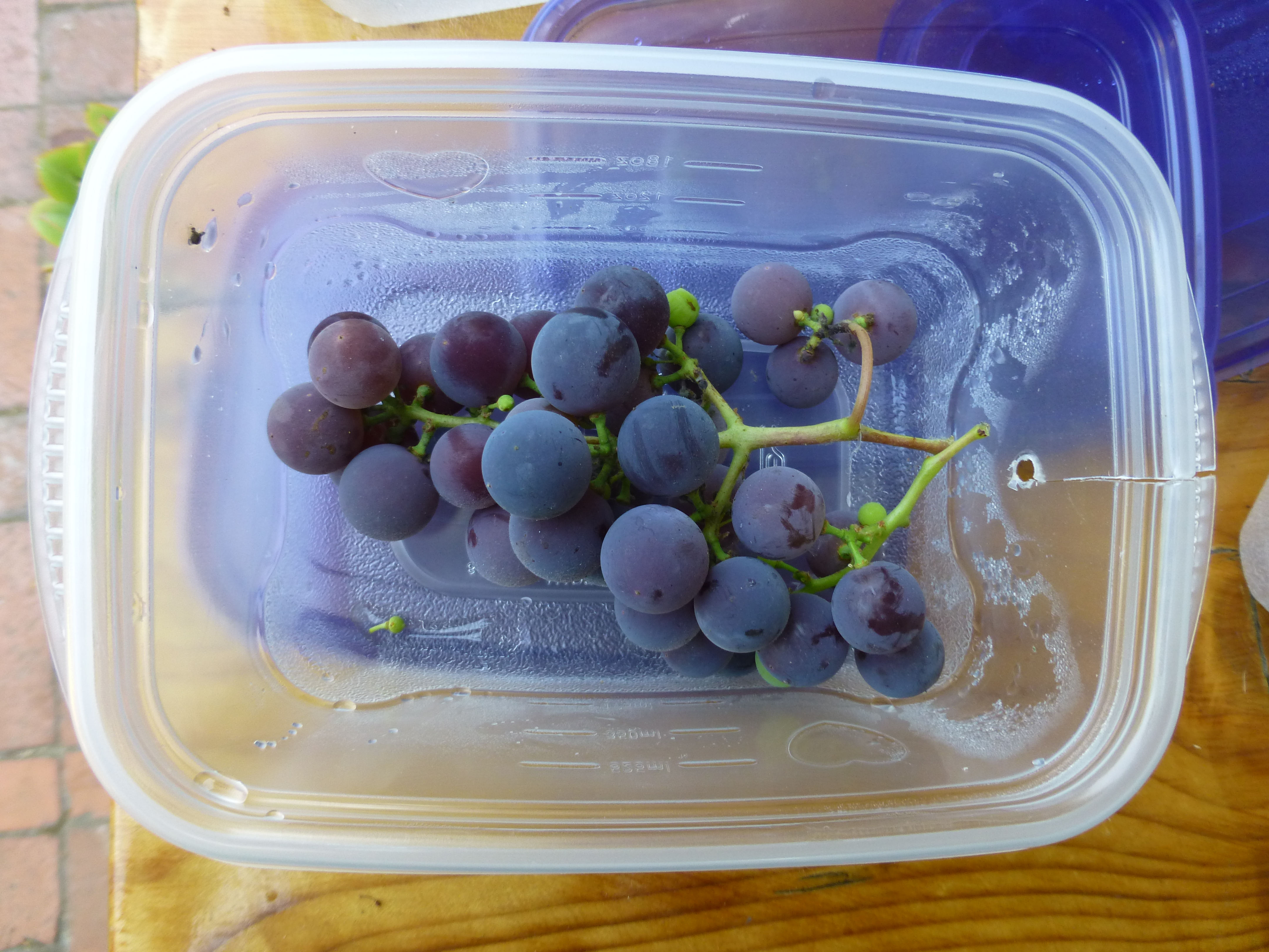 concord grapes in box