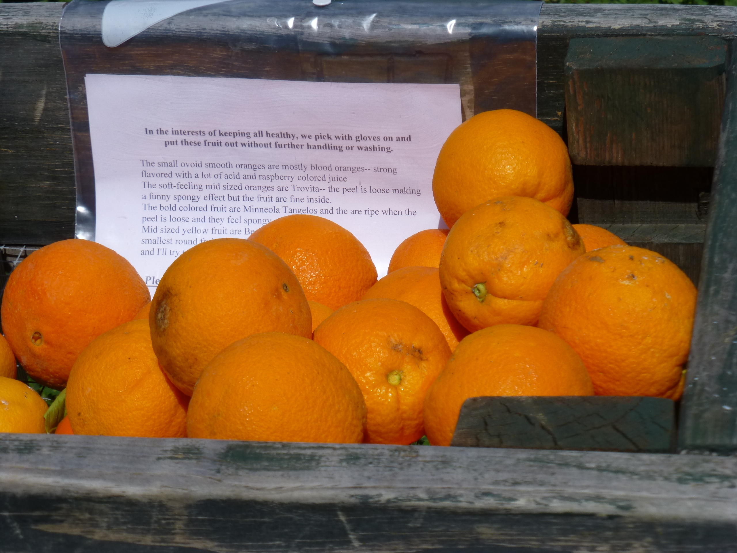 Oranges in bin